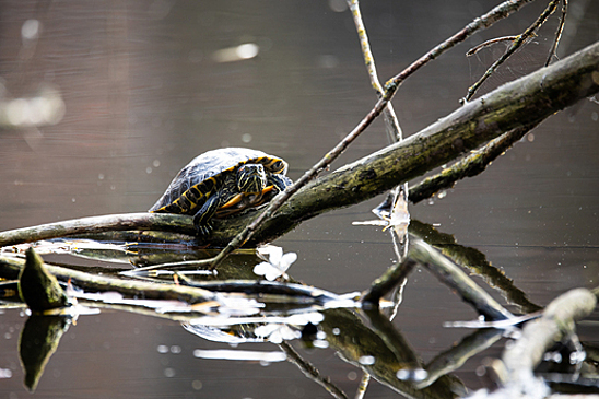 Из России за три года 10 тыс. раз пытались вывезти редких животных