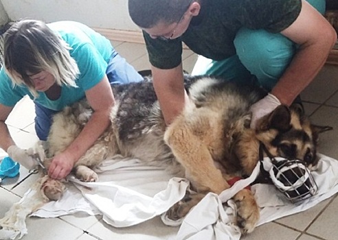 «Мы пошли на риск»: псу Максу, найденному в Прикамье с отрубленными лапами, пересадят кожу