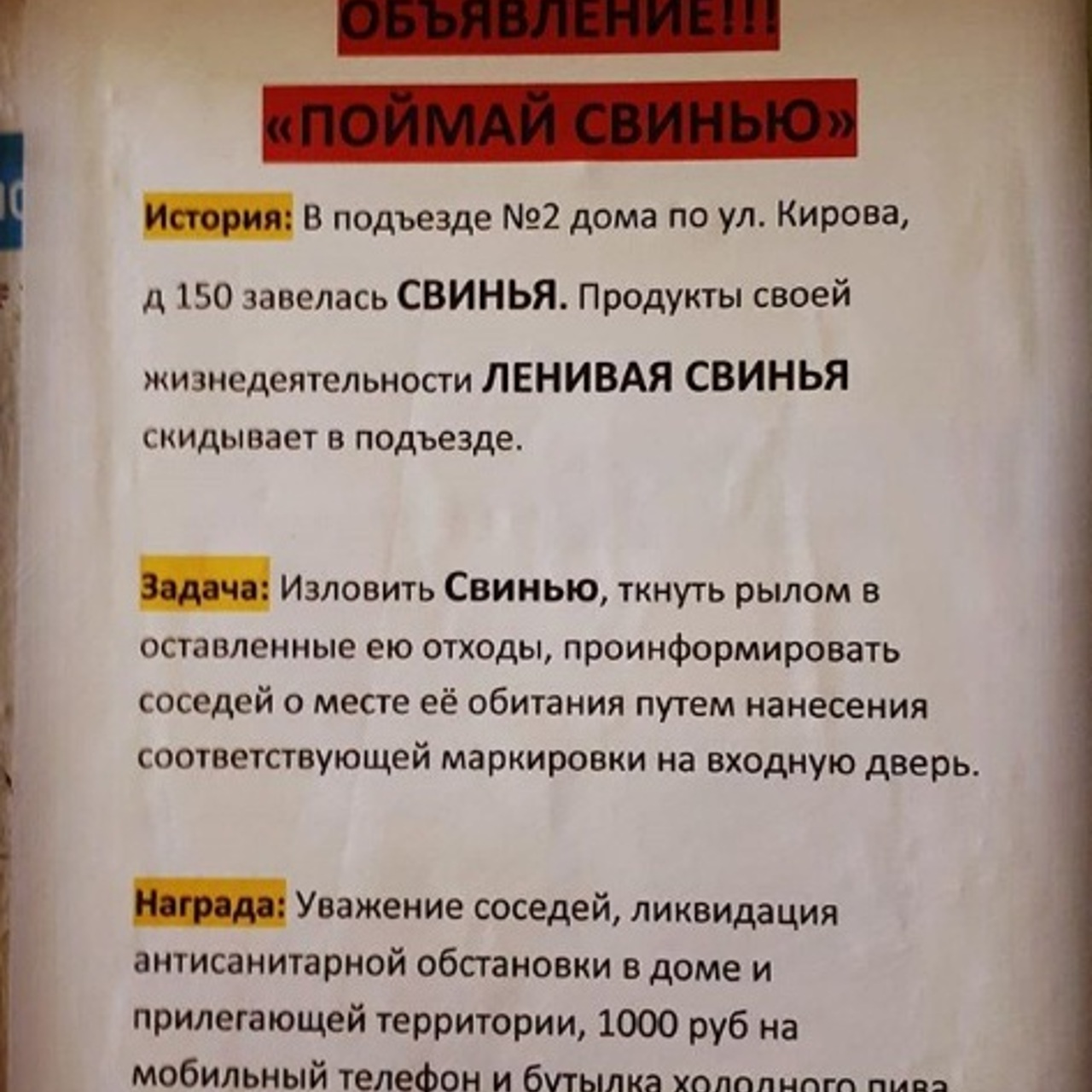 Объявление «Поймай свинью» порадовало жильцов многоквартирного дома в  Приморье - Рамблер/новости