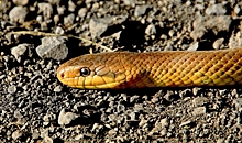 Тушку экзотической змеи нашли во дворе Волгограда