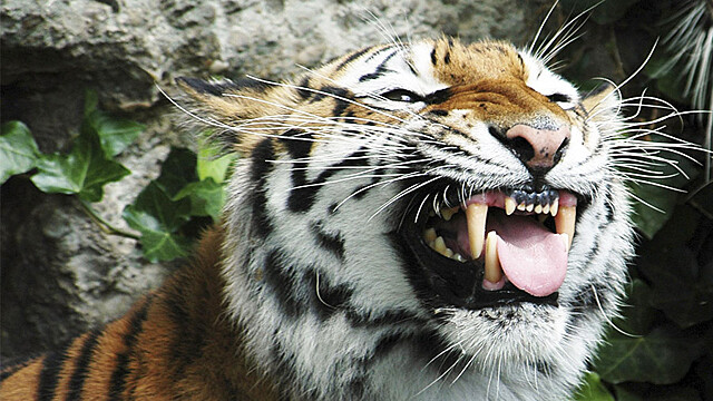 Денежные аспекты 2022 года Чёрного Тигра