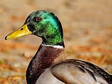 Утка-вымогательница снова атакует петербургский метрополитен