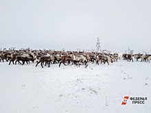 В Салехарде обсудили господдержку арктического агропрома