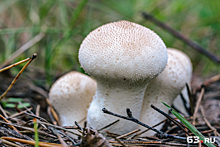 В Самарской области возросло число случаев отравления грибами