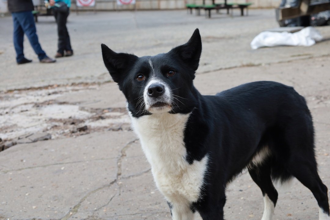 Кировчанам предлагают бесплатно чипировать своих собак