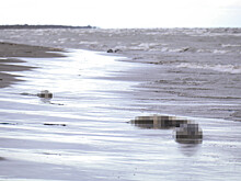 На побережье Каспийского моря в Дагестане нашли сотни мертвых тюленей