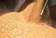 С декабря в России запретят экспорт твёрдой пшеницы