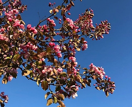 Фоторепортаж: буйное цветение деревьев в Яблоневом саду
