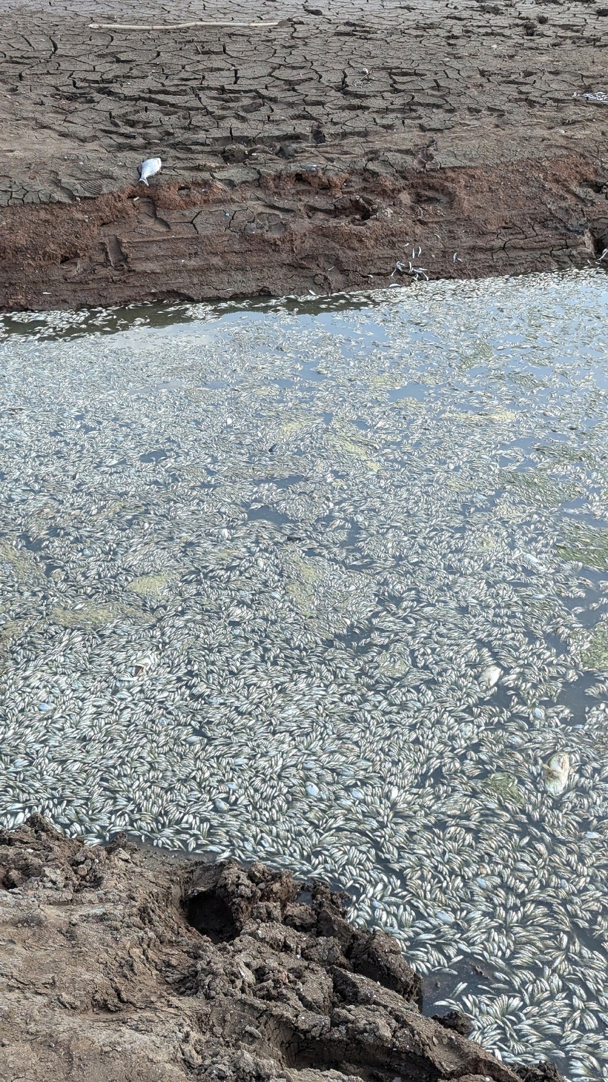 Сотрудники Минприроды отобрали пробы из пруда на реке Вожойка, где погибла рыба