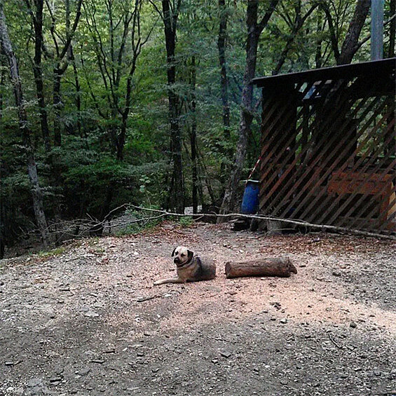 Точно показалось!