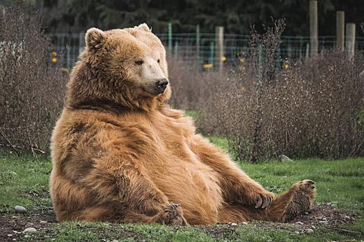 Женщина обнаружила берлогу медведя во дворе своего дома