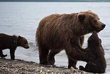 Зоозащитник: наказание за контрабанду медведей нужно ужесточить