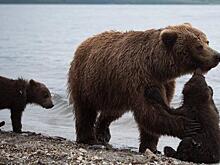 Медведи войдут в список стратегически важных ресурсов России