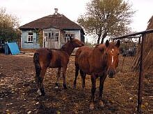 Россия без крестьянина? Почему число малых сёл в России резко сокращается