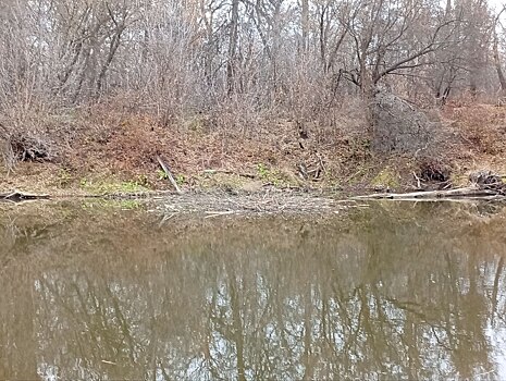 В Бузулукском бору бобры завершают осенние хлопоты