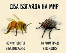 Коронавирус разделил общество на мух и пчёл