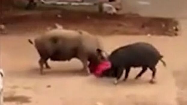 Видео: Агрессивные свиньи учинили самосуд над пожилой индианкой