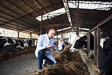 Сдержать натиск инфекций: в Ростовской области усилят контроль над учетом и перемещением скота