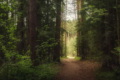 В Краснодарском крае мужчину задержали за убийство племянницы в лесополосе