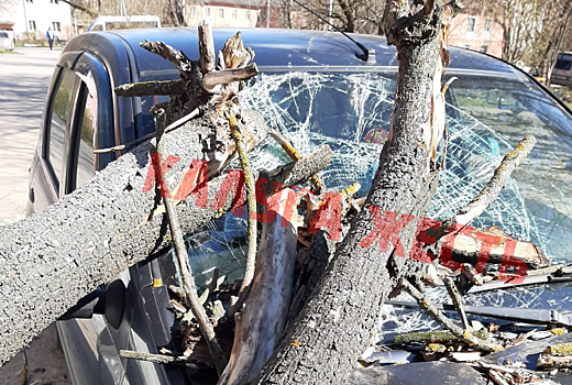 Сухое дерево придавило автомобиль