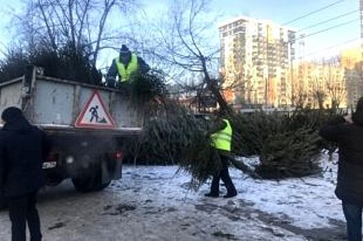 В Челябинске приступили к изъятию незаконных ёлок