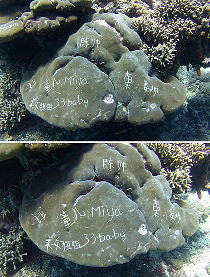 Фотографии, сделанные школой дайвинга на Бали, показывают, что кораллы «украшены» надписями.