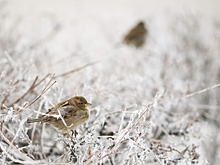 Экстренное предупреждение из-за опасных морозов объявили в Волгоградской области