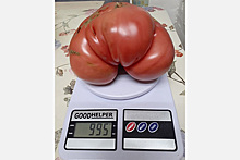 Россиянка вырастила килограммовый помидор