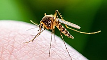 Какие группы крови привлекают комаров