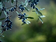 OCP Group и Fertinagro Biotech создадут совместное предприятие