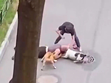 Россиянин закрыл собой собаку от бойцовских псов и попал на видео