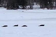 Десятки запутавшихся тюленей заполонили канадский городок