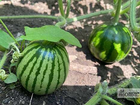 В Оренбургской области собрали уже 27 тысяч тонн арбузов