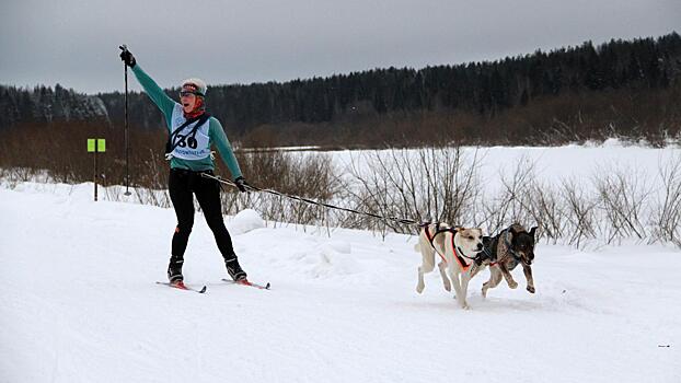 Международные гонки на собачьих упряжках приняла Вологодчина