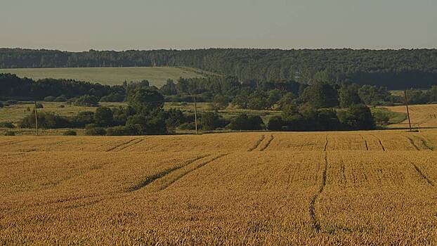 Эрозия почв: грозит ли миру и России сокращение пахотных земель и урожаев