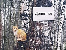 Денег нет: треть новостроек пустует в Костроме