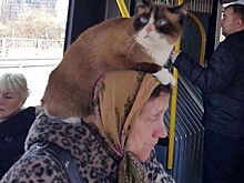 Странные попутчики в общественном транспорте