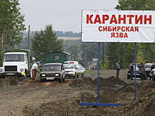 В Воронежской области обнаружили два новых очага сибирской язвы