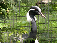 В российском зоопарке у пары редких краснокнижных журавлей впервые появился птенец