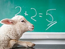 Могут ли животные пользоваться математикой?