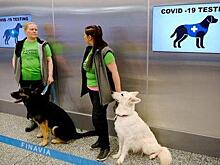 В аэропорту Хельсинки собаки начали «вынюхивать» коронавирус у пассажиров