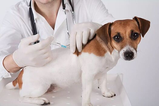 Сервису уведомлений о вакцинации домашних животных на mos.ru исполнилось три года
