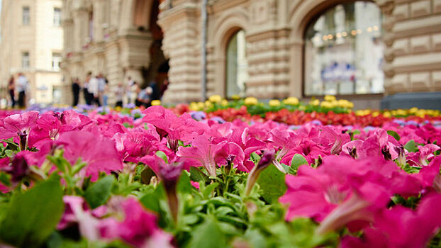 Площадь цветников в Москве составит около полумиллиона «квадратов»