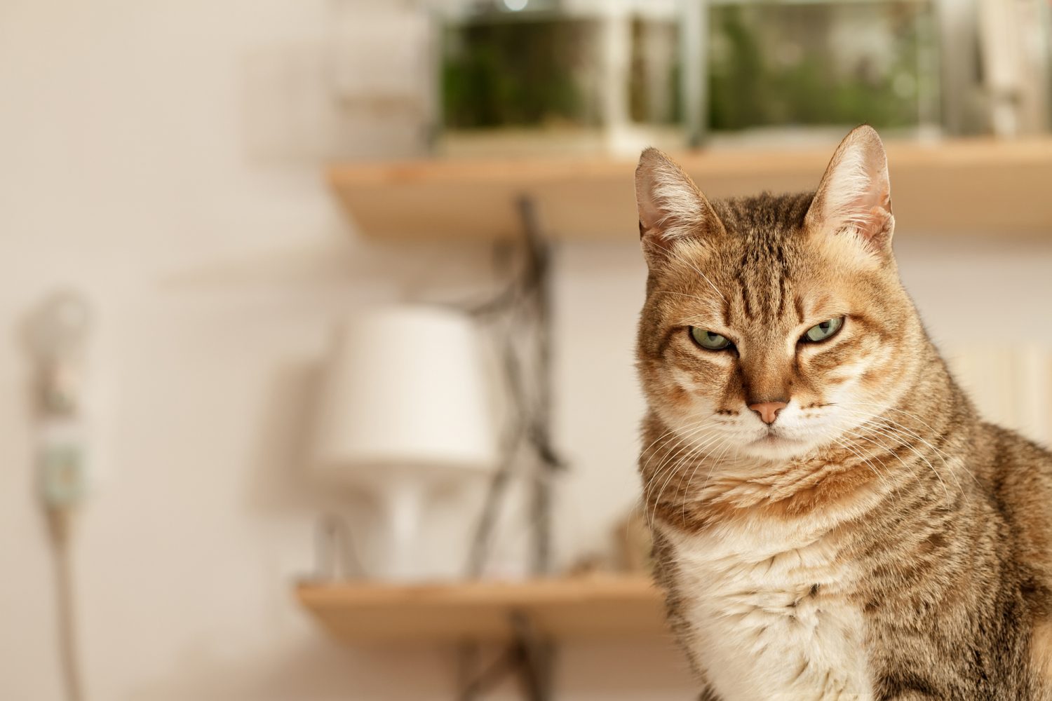 Сильный котенок
