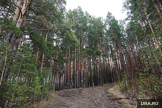 В Прикамье жителям временно запретили посещать лес