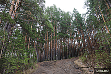В Прикамье жителям временно запретили посещать лес