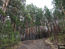 В Прикамье жителям временно запретили посещать лес