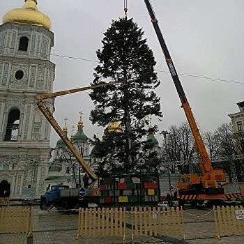 Стало известно, почему главная ёлка Украины «полысела»