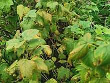 Обрезка смородины осенью для начинающих