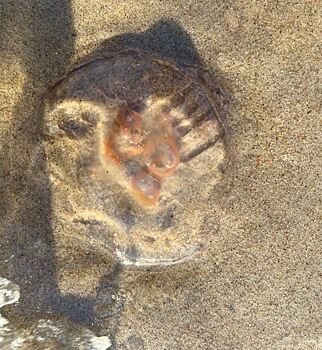 На Балтийском побережье появились ушастые медузы
